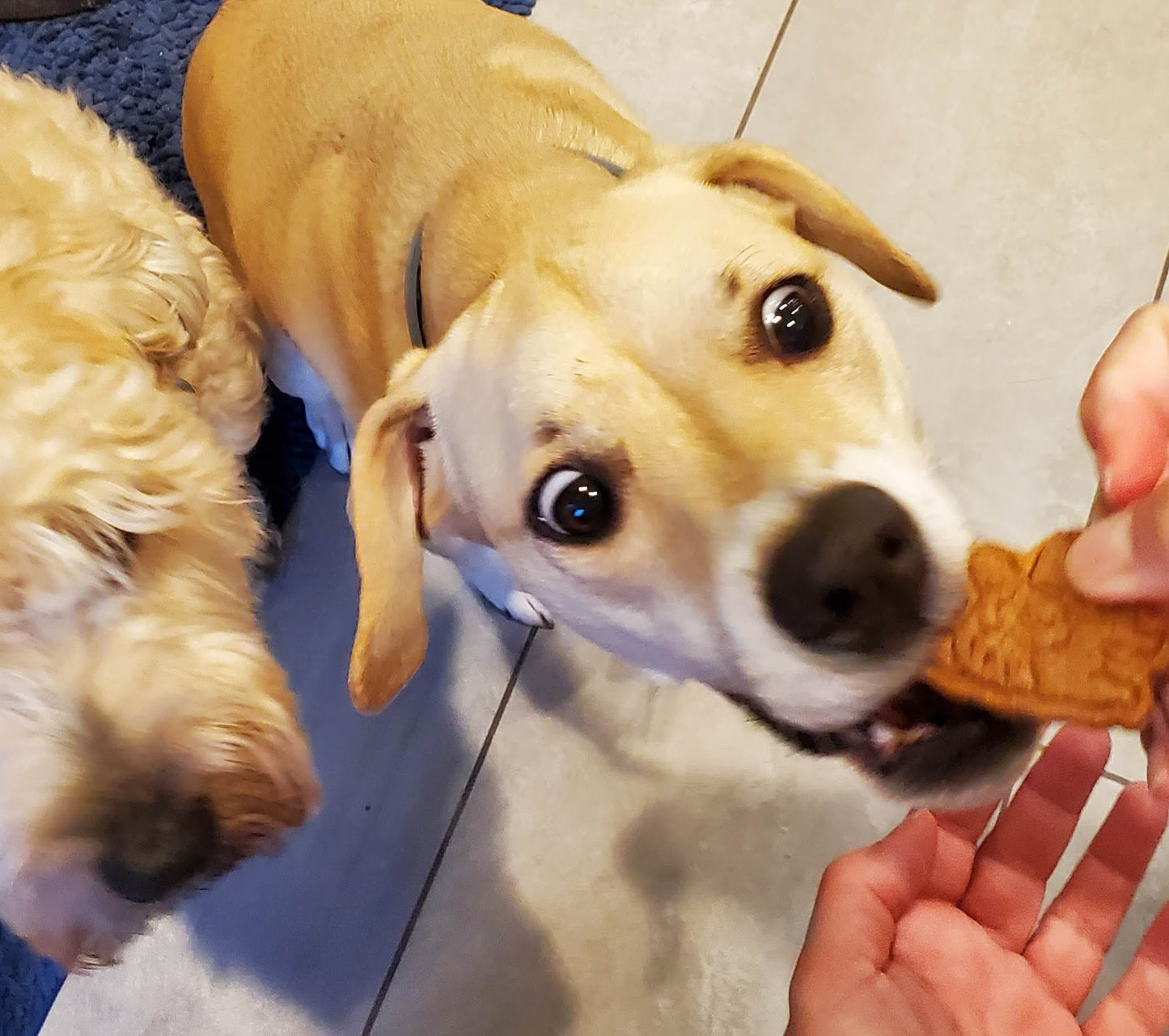 Peanut Butter Animal Crackers